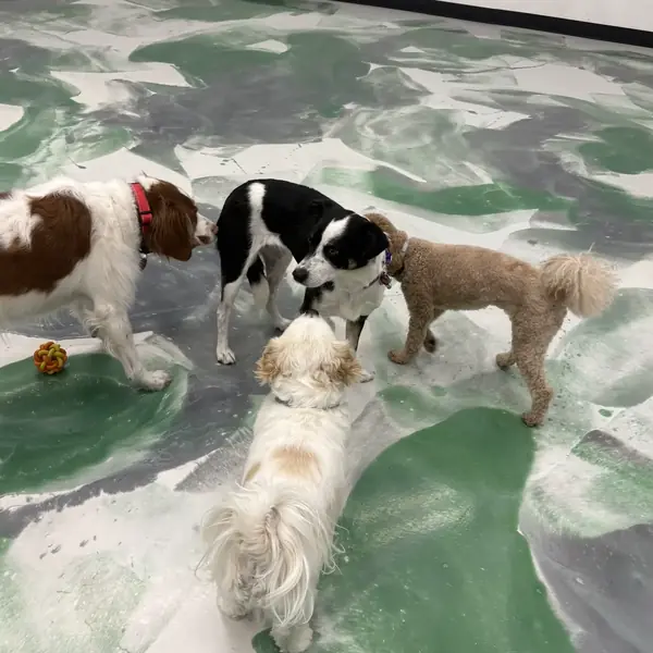 Dog boarding suite at K9 Rox Club Las Vegas